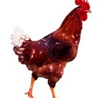 How Can I Cook Boneless Chicken Thigh Meat?