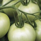 The Best Vegetables for Vertical Gardening