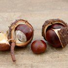 How to Preserve Buckeye Nuts
