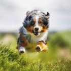 Can You Change a Dog's Name After 2 Years? | Dog Care - Daily Puppy