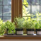 Which Vegetables & Edible Plants Grow Best Indoors?