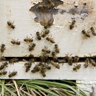 ¿Por qué zumban las abejas?