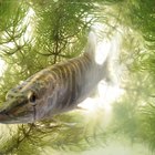 How to Cook a Pickerel Fillet