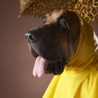 Rain Hats for Dogs | Dog Care - Daily Puppy