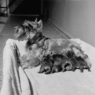 Does a Dog's Number of Nipples Reflect the Amount of Babies? | Dog Care - Daily Puppy