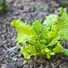 What Is the Healthiest Lettuce to Eat?