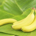 How Many Calories Does a Small Banana Have?
