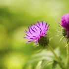 Herbal Remedies for Cystic Acne