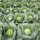 Nutritional Value of Cabbage