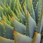 What Are the Benefits of Aloe Vera & Prickly Pear?