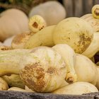 How to Cook a Neck Pumpkin