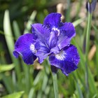 What Does a Purple Iris Symbolize?