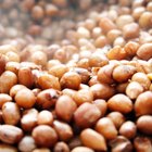 Why Do Cashews Cost More Than Peanuts?