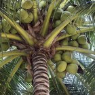 What Does Coconut Oil Do for the Body?