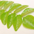 Diet to Prevent Gray Hair