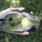 How to Cook Bluegill on the Grill