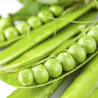 What Are the Best Containers to Freeze Food In?