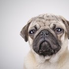 What Is the Difference Between a Pug & a Bulldog? | Dog Care - Daily Puppy