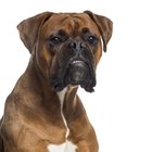 What Dogs Were Used to Create the Boxer? | Dog Care - Daily Puppy
