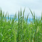 Is Wheat Grass an Alkalizing Food?