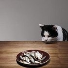The Best Raw Foods for Cats With Kidney Problems | Pets - The Nest