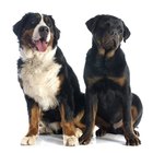 Are Rottweilers Related to Bernese Mountain Dogs?