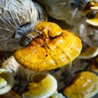 What Foods Have Glycoproteins?