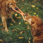 How to Prevent Fights Between Sibling Female Dogs | Pets - The Nest