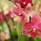 How to Make a Cascading Orchid Bridal Bouquet