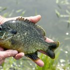 How to Cook a Sunfish