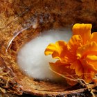Raw Coconut Oil Benefits for Athletes