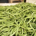 Nutritional Value of String Beans