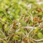 How do I Eat Alfalfa Seeds?