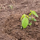 How to Sprout Soy Beans