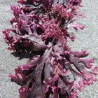 How to Make a Seaweed Body Wrap
