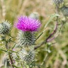Does Milk Thistle Help Skin?