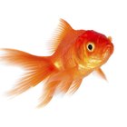 Goldfish Science Projects | Sciencing