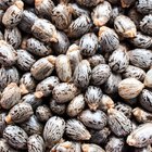 Effectiveness of Castor Oil Packs