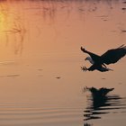 Ideas for an Eagle-Themed Birthday Party