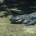 How to Cook Alligator Ribs