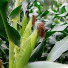 Is Corn Flour Considered Whole Grain?