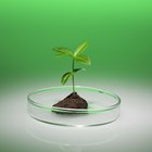 Experimentos con el ácido fosfórico y el crecimiento de las plantas