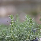 How to Store Fresh Rosemary
