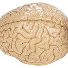 Cómo hacer el modelo de un cerebro para un proyecto escolar