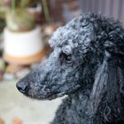 How to Clip a Curly-Haired Dog | Pets - The Nest