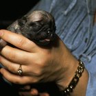 how do you take care of newborn puppies outside