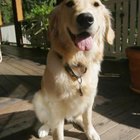 How to Put Your Dog's Tags on With an S-Hook | Dog Care - Daily Puppy