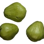 Peeling the Spiny Chayote Squash