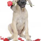 Are Rose Hips Dangerous for Pets? - eHow UK