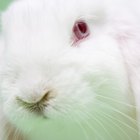 Rasgos de comportamiento de los conejos enanos albinos